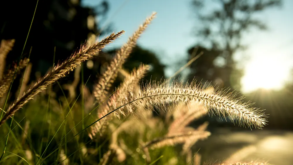 Heizen mit der Kraft der Natur